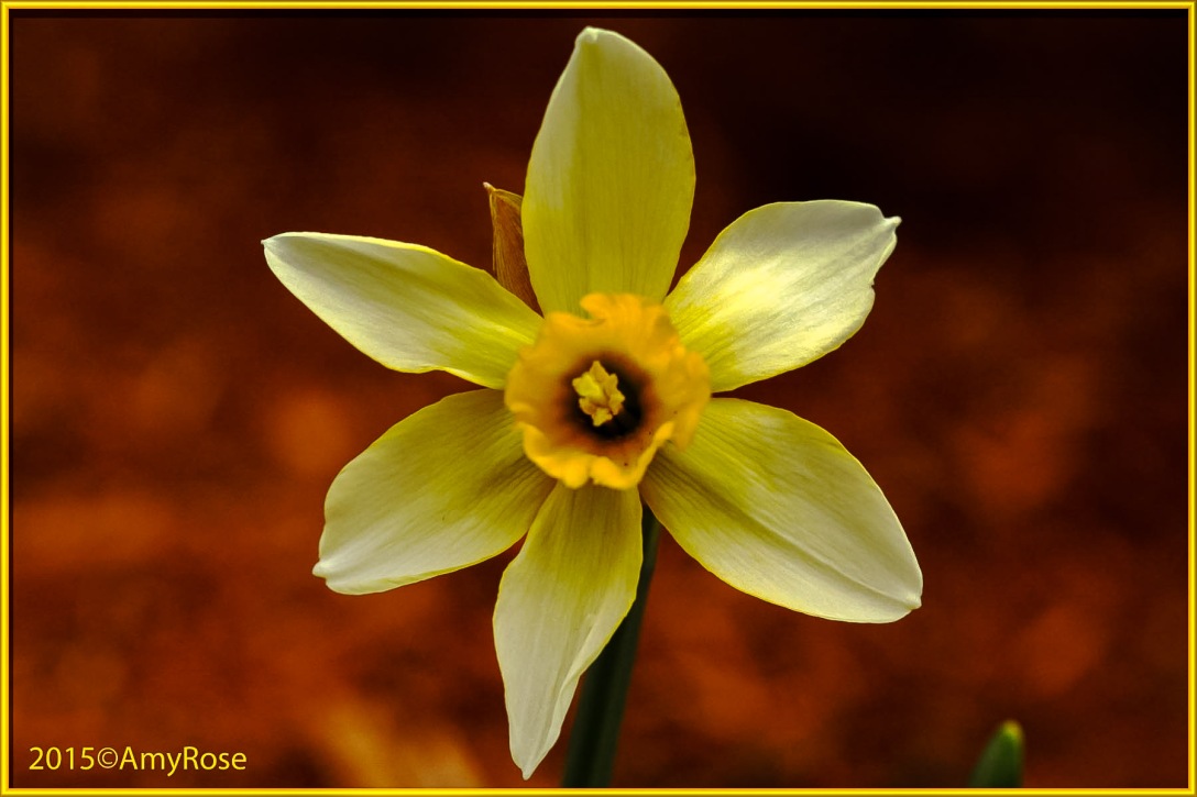 Frist Daffodil